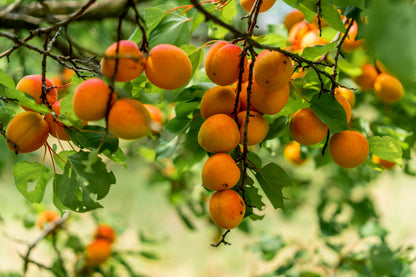 R.JELINEK Aprikose Obstbrand Mini 0,05L, 42% – Tschechische Edition, direkt aus der Brennerei